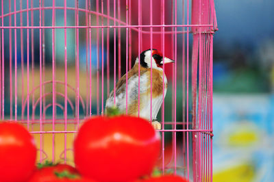 Close-up of bird in cage