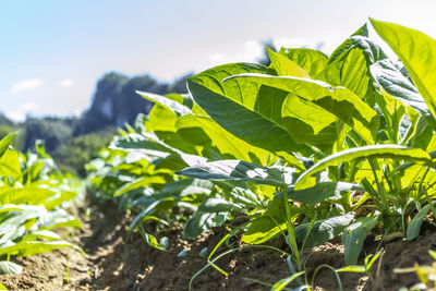 Close-up of plant growing on field against sky