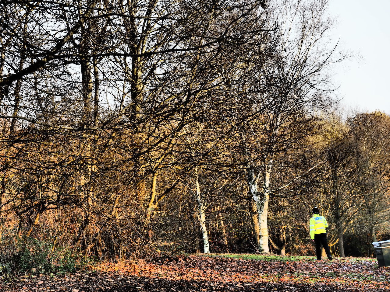 MAN AGAINST TREES