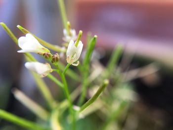 Close-up of flower buds growing outdoors