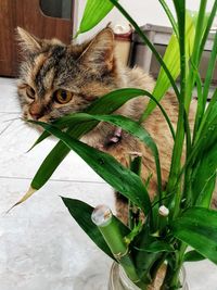 Close-up of a cat