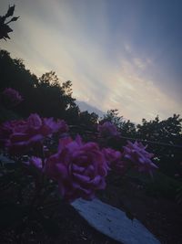 Close-up of fresh pink flowers against sky