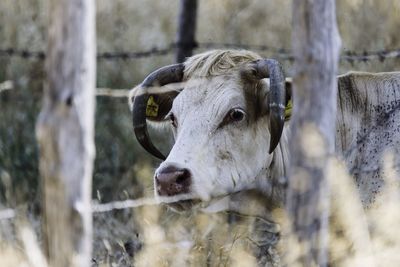 Close-up portrait of cow