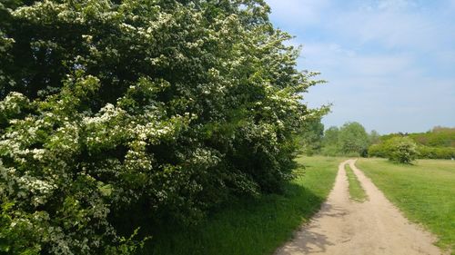 Road amidst trees against sky