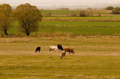 Cows grazing on field