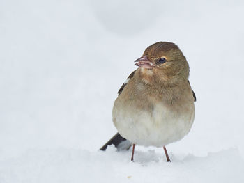 Close-up of sparrow perching on snow