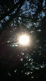 Low angle view of trees against sky