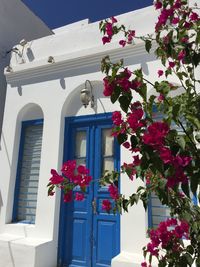 Flowers blooming outside house