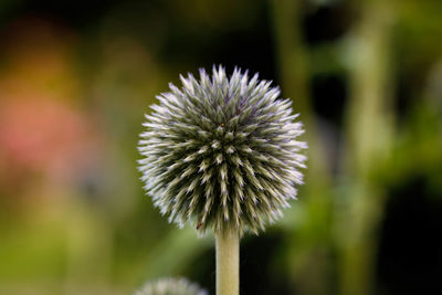 Close-up of flower