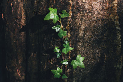 Close-up of ivy growing on tree trunk