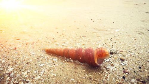 Close-up of crab on sand