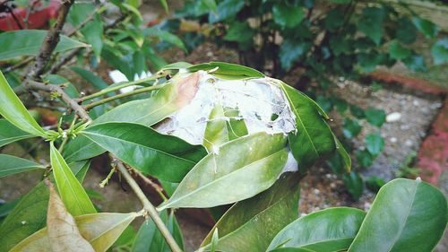 Close-up of insect on plant