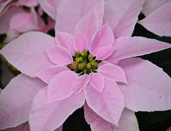 Close-up of pink flower