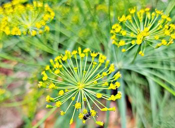 Close-up of yellow flower