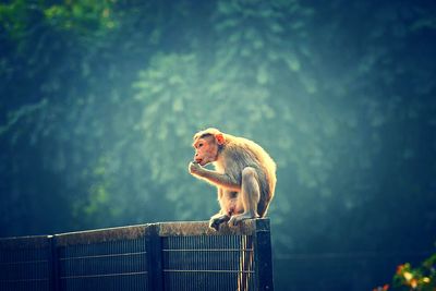 Monkey sitting on metal fence against trees