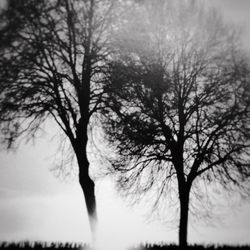 Bare trees against sky