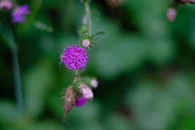 Close-up of purple flowering plant
