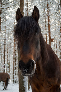Close-up of horse standing in snow