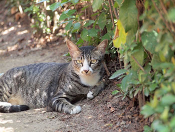 Portrait of cat relaxing on land