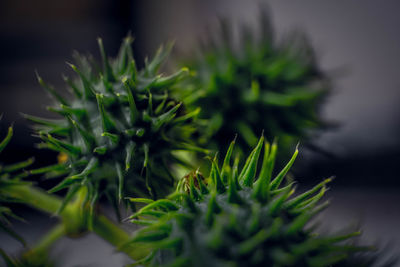Close-up of succulent plant