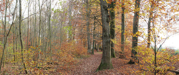 Trees growing in forest during autumn