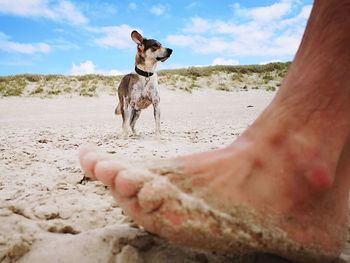 Dog standing on sand at beach against sky