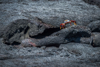 Crab on rock at beach