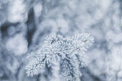 Close-up of frozen plant