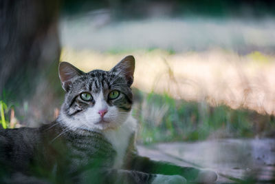 Close-up portrait of cat