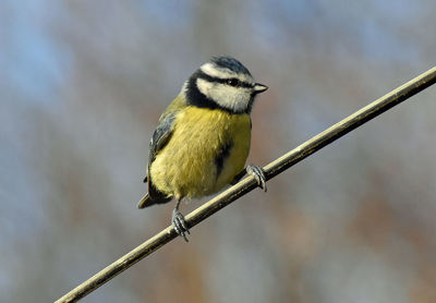 Close-up of bird perching on twig