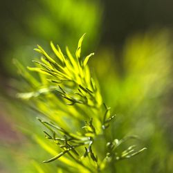 Close-up of yellow flower