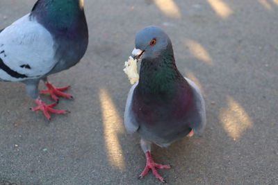 High angle view of pigeons perching on footpath