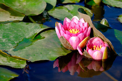 Close-up of pink lotus water lily in pond