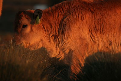 animal