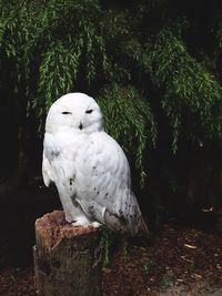 Close-up of white bird perching on a tree