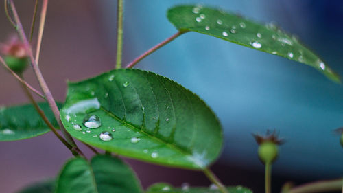 Close-up of wet plant