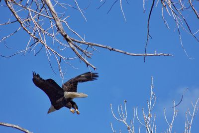 Low angle view of bird flying against clear sky