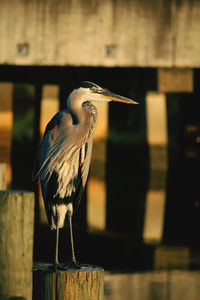 Close-up of grey heron