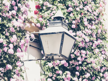 View of pink flowering plants against blue sky