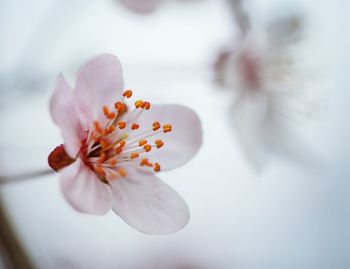 Close-up of pink flowers