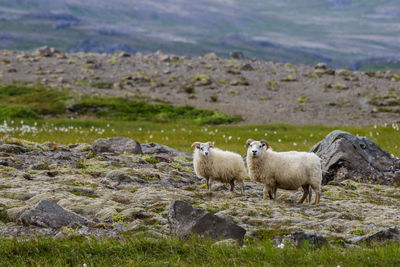 Sheep on rock by water