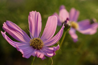 Close-up of pink flower