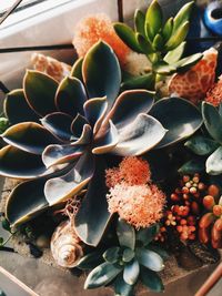 High angle view of succulent plant