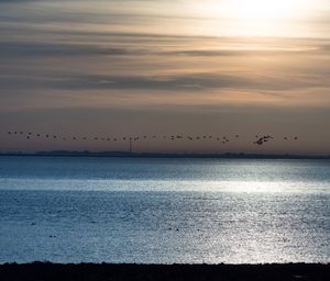 Flock of birds flying over sea