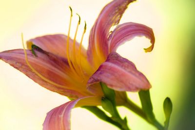 Close-up of pink flowers