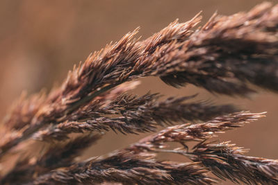 Close-up of dry plant