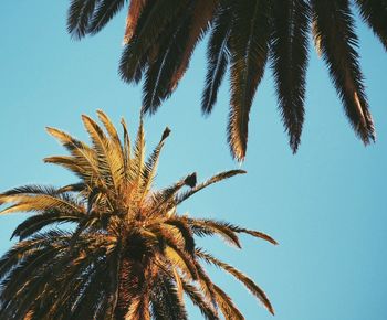 Low angle view of palm tree against clear blue sky