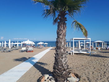 Palm trees on beach against clear blue sky