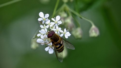 Close-up of bee on white flower