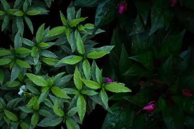 Full frame shot of leaves